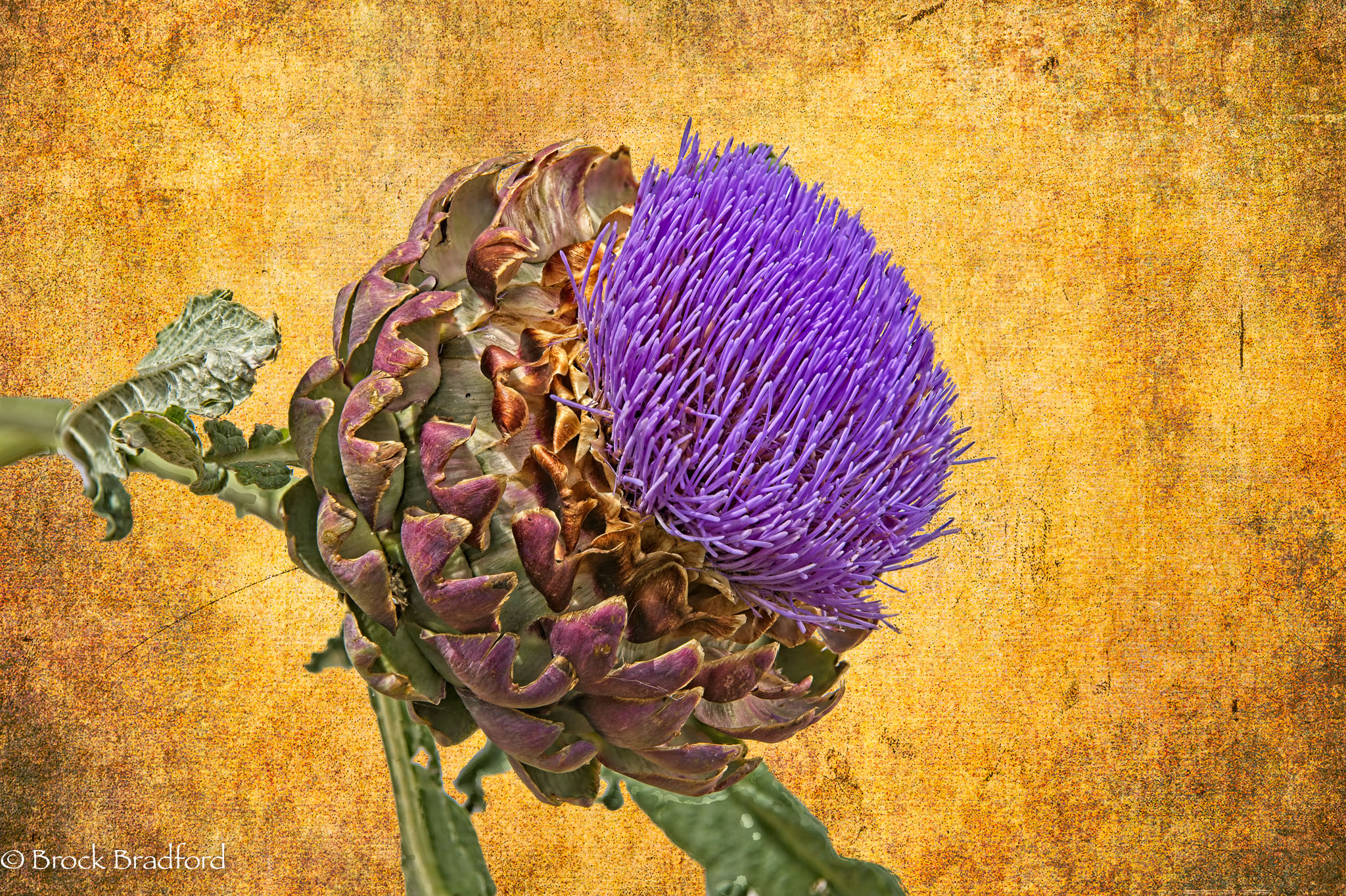 Artichoke-2.jpg