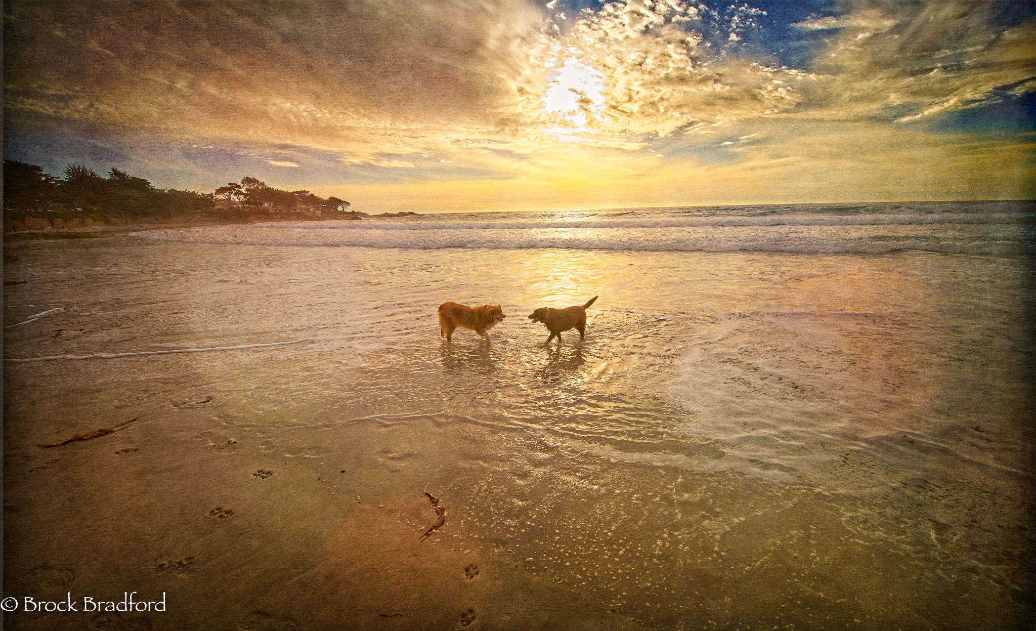 Beach-of-Dog-Love.jpg