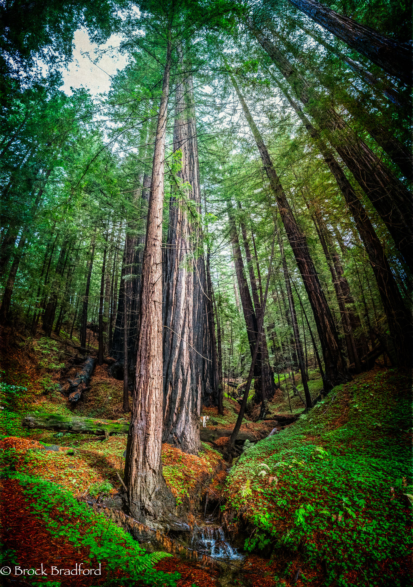 Forest-pano-1.jpg