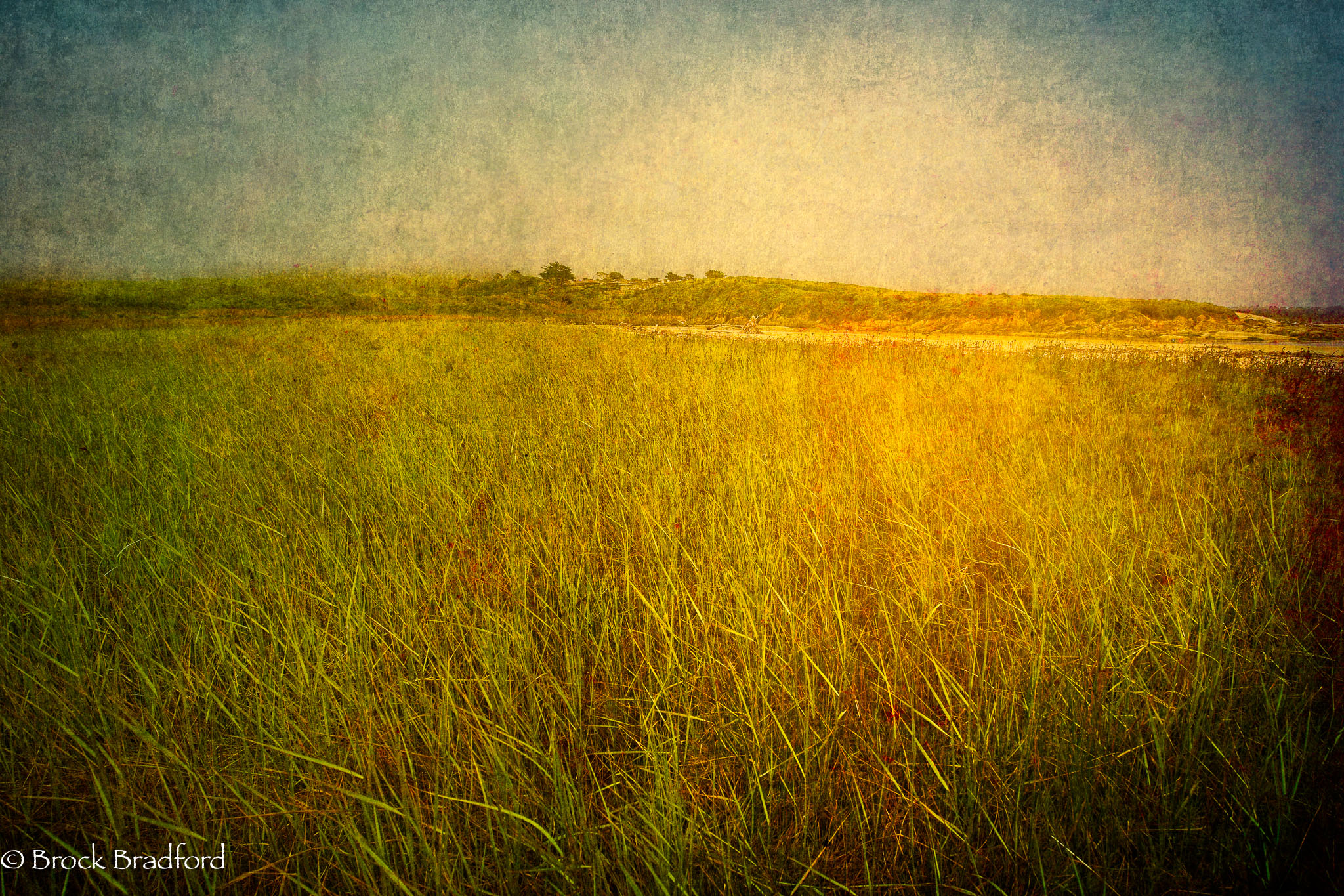 Grass-of-River-gold.jpg