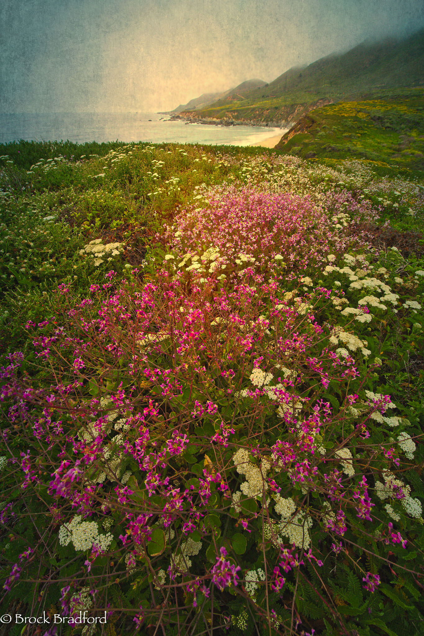 Mustard-pink-1.jpg