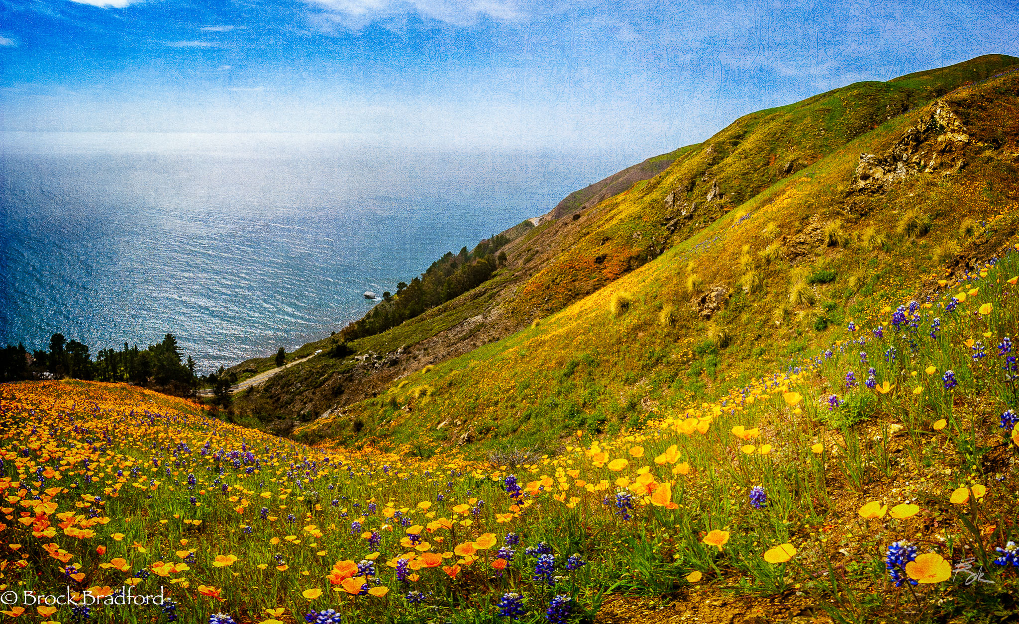 Poppies-North.jpg