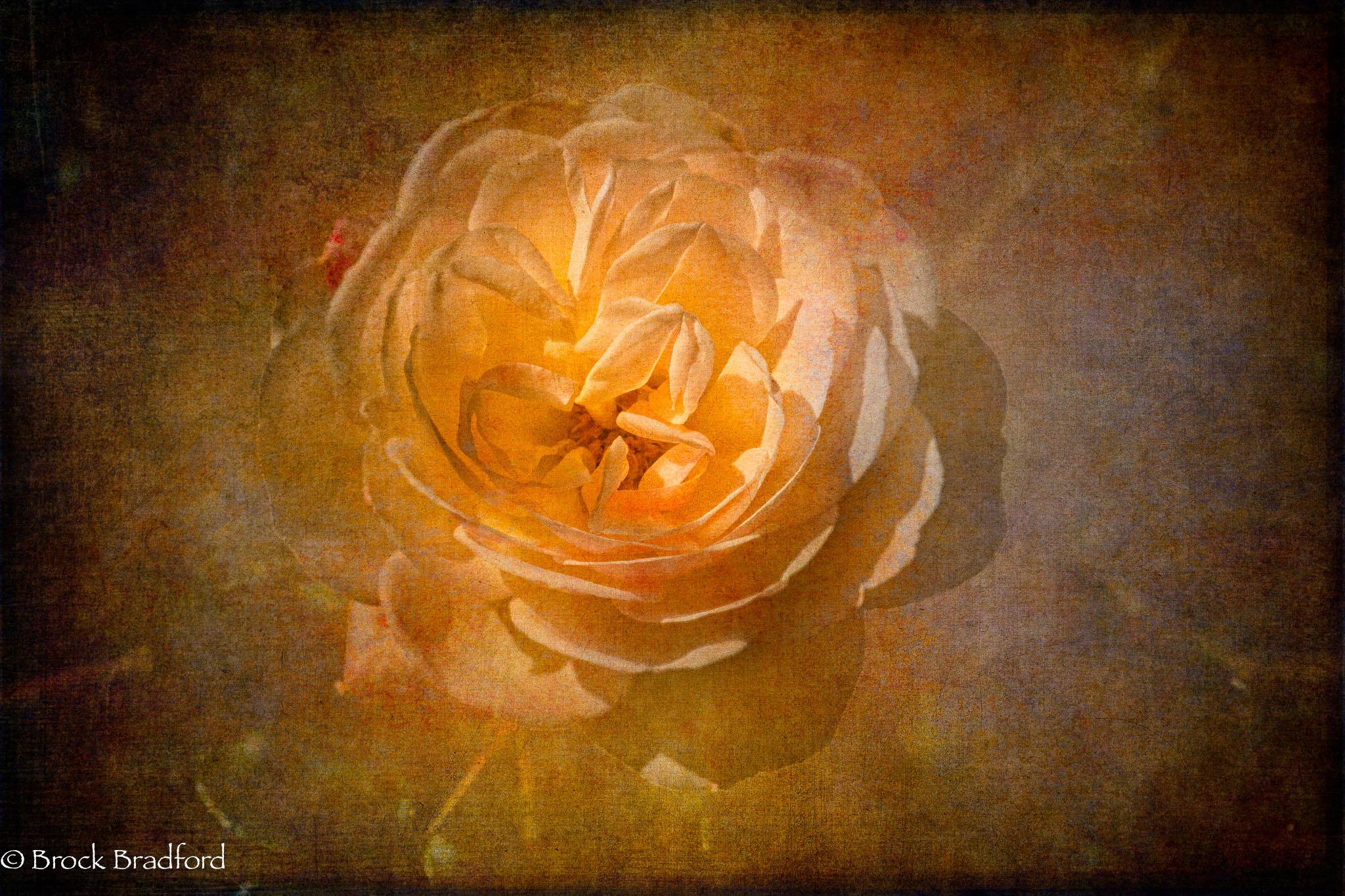 Rose-texture.jpg