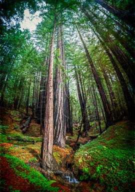 Forest-pano-1.jpg