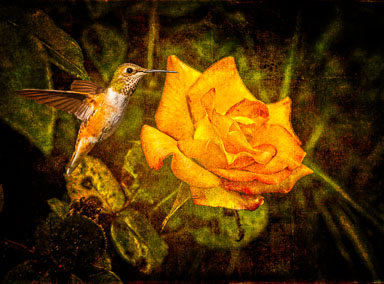 Hummingbird-rose-Edit.jpg