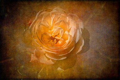 Rose-texture.jpg