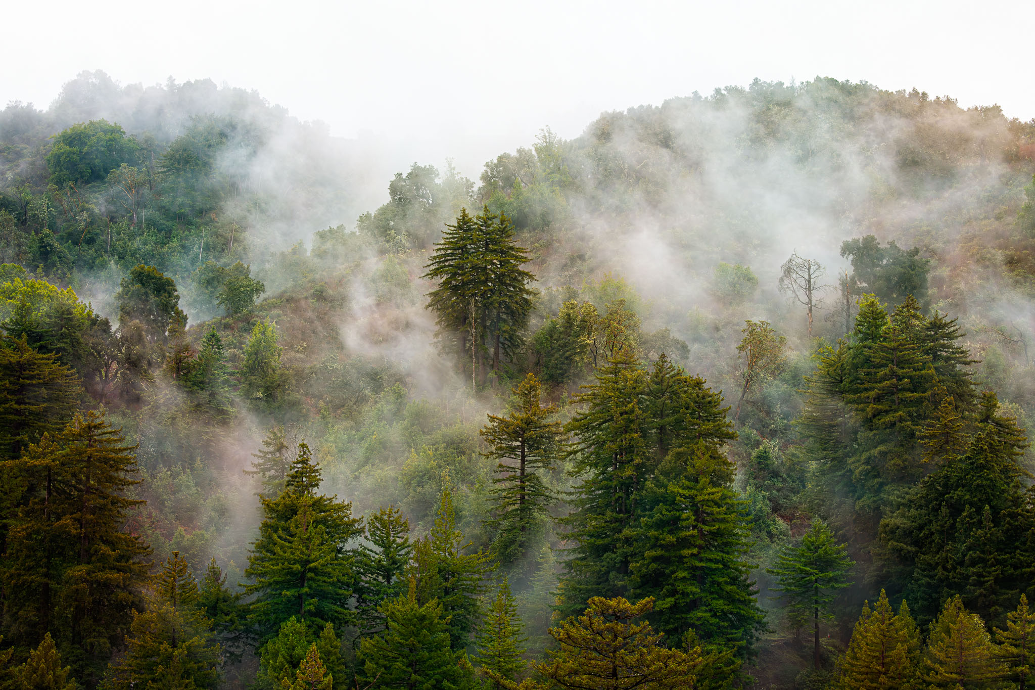 Redwood-Fog-23.jpg