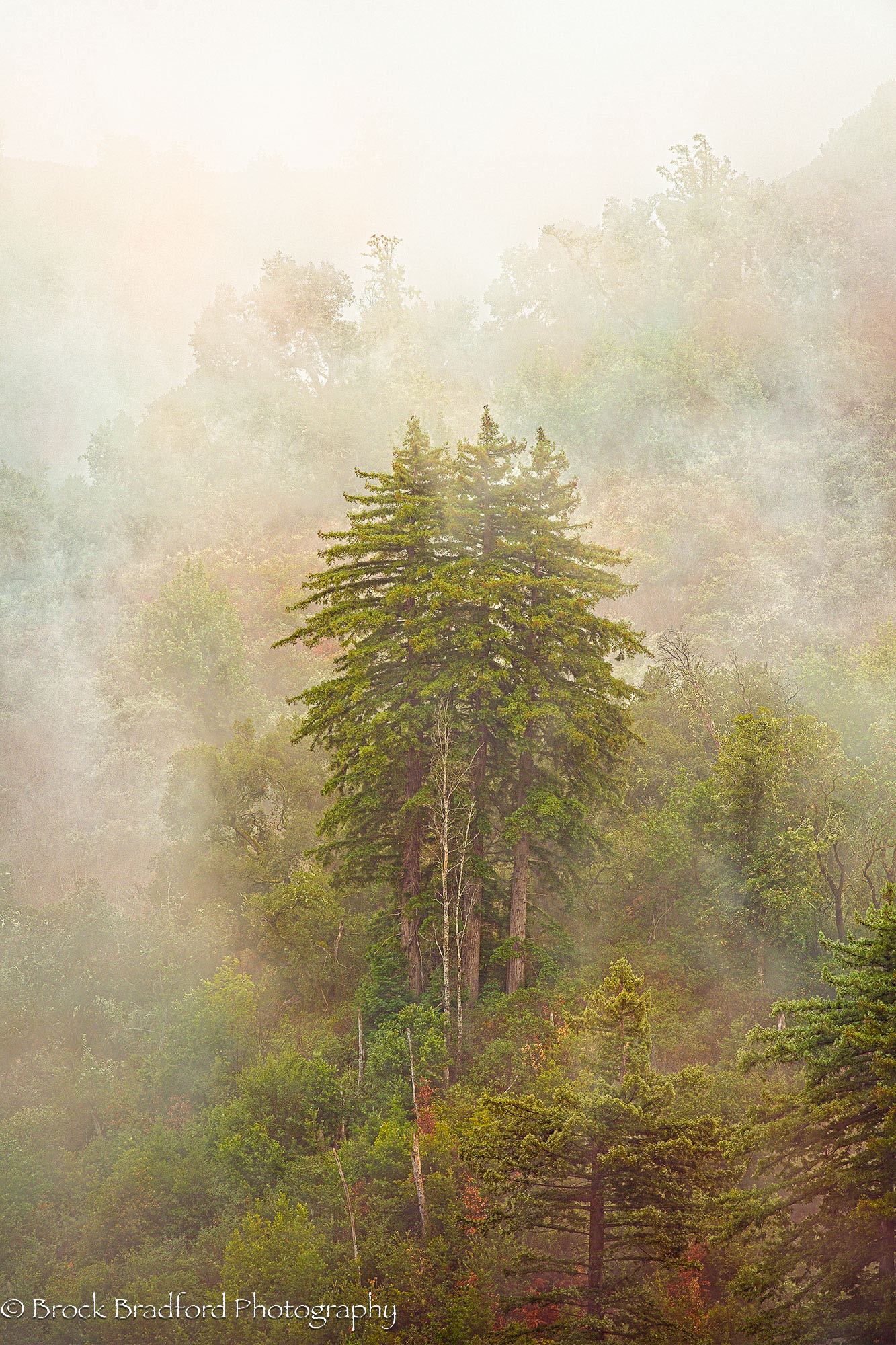 Redwood-Fog-V.jpg