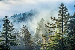 Morning Mist in the Redwoods