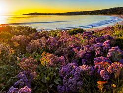 Carmel by the Sea Golden Moment