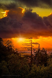 Golden Redwood Sunset