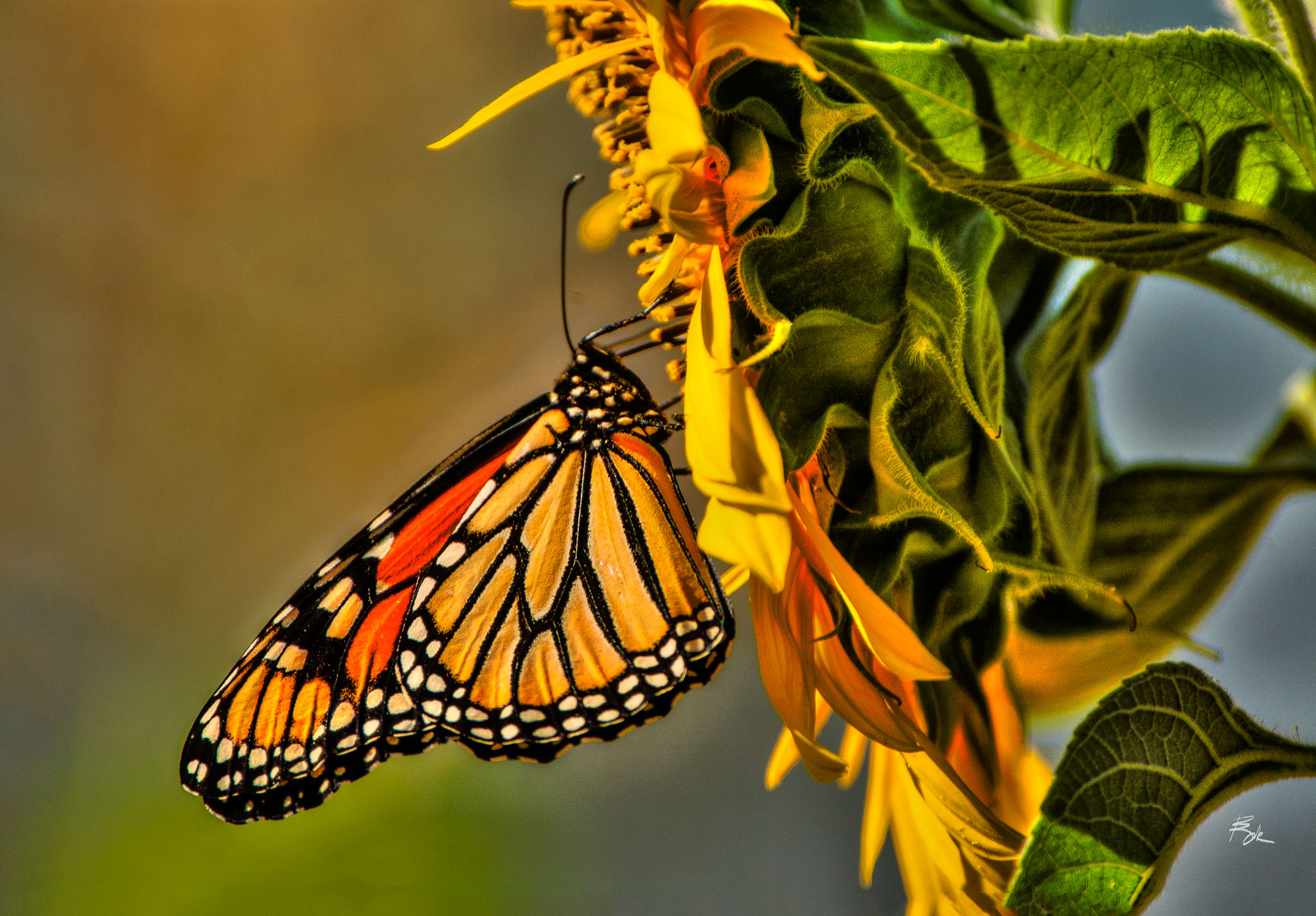 Butterfly-Sunflower-1.jpg