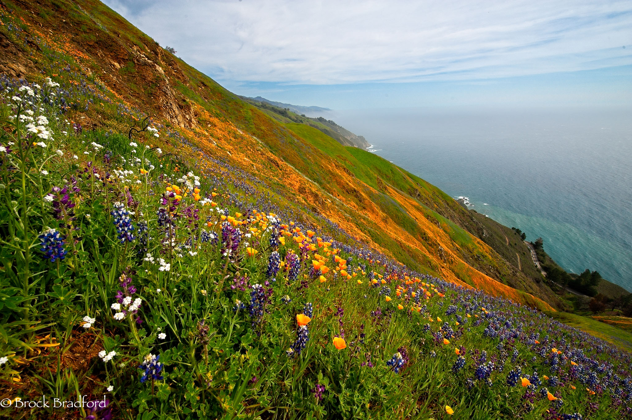 Spring-Bloom-09.jpg