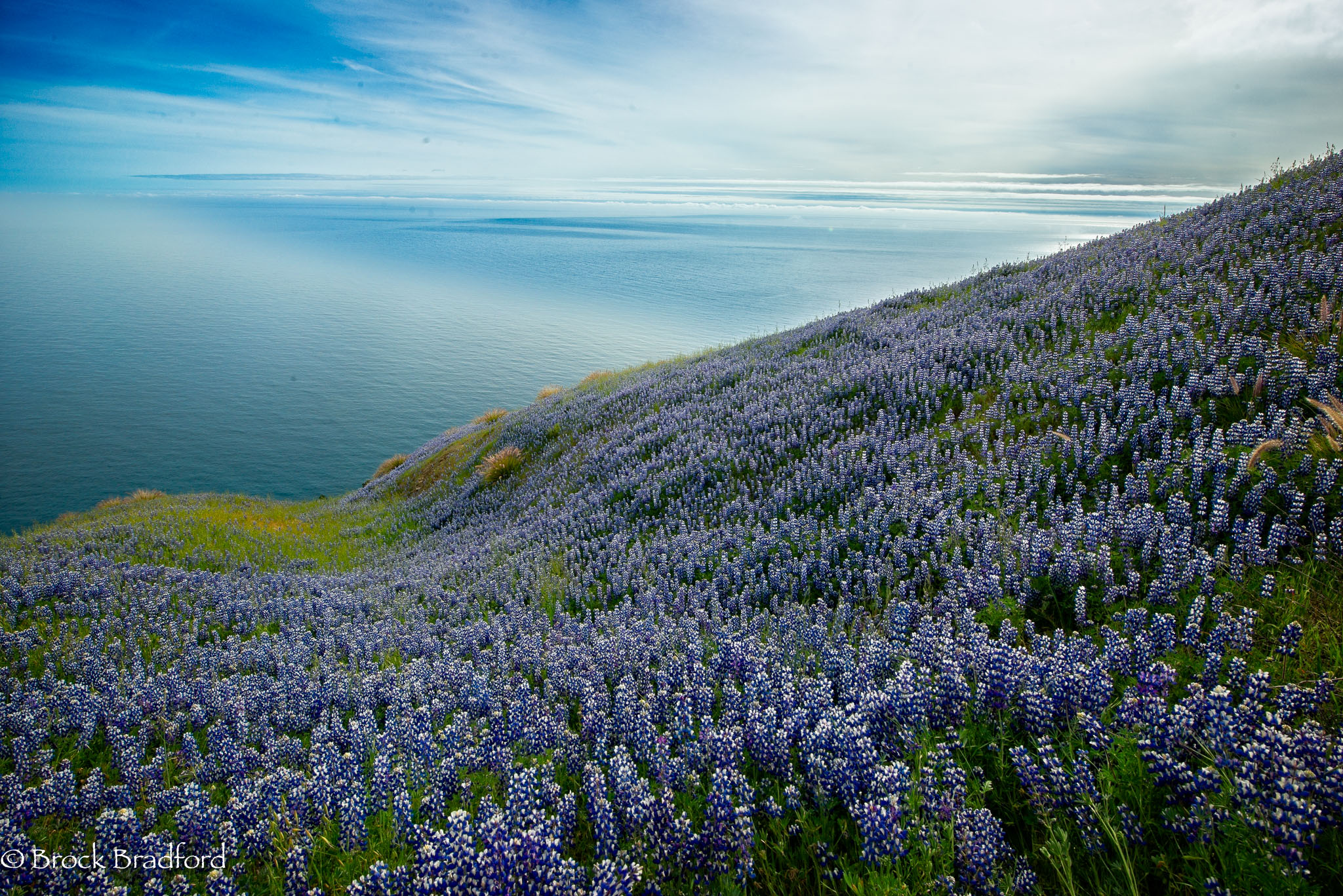 Spring-Bloom-14.jpg