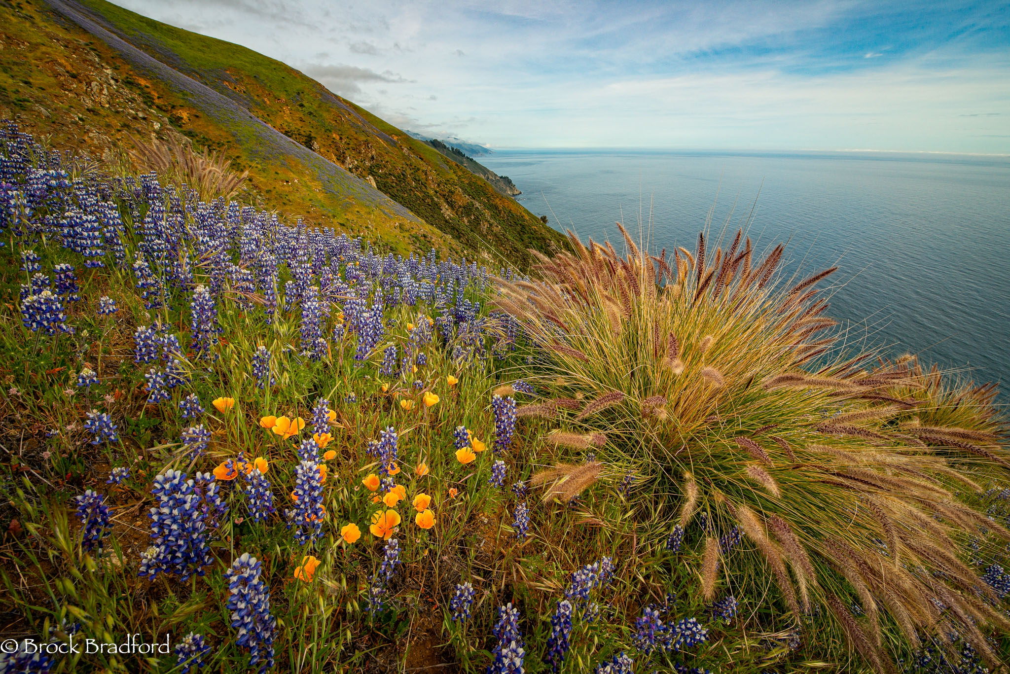Spring-Bloom-2014---4.jpg