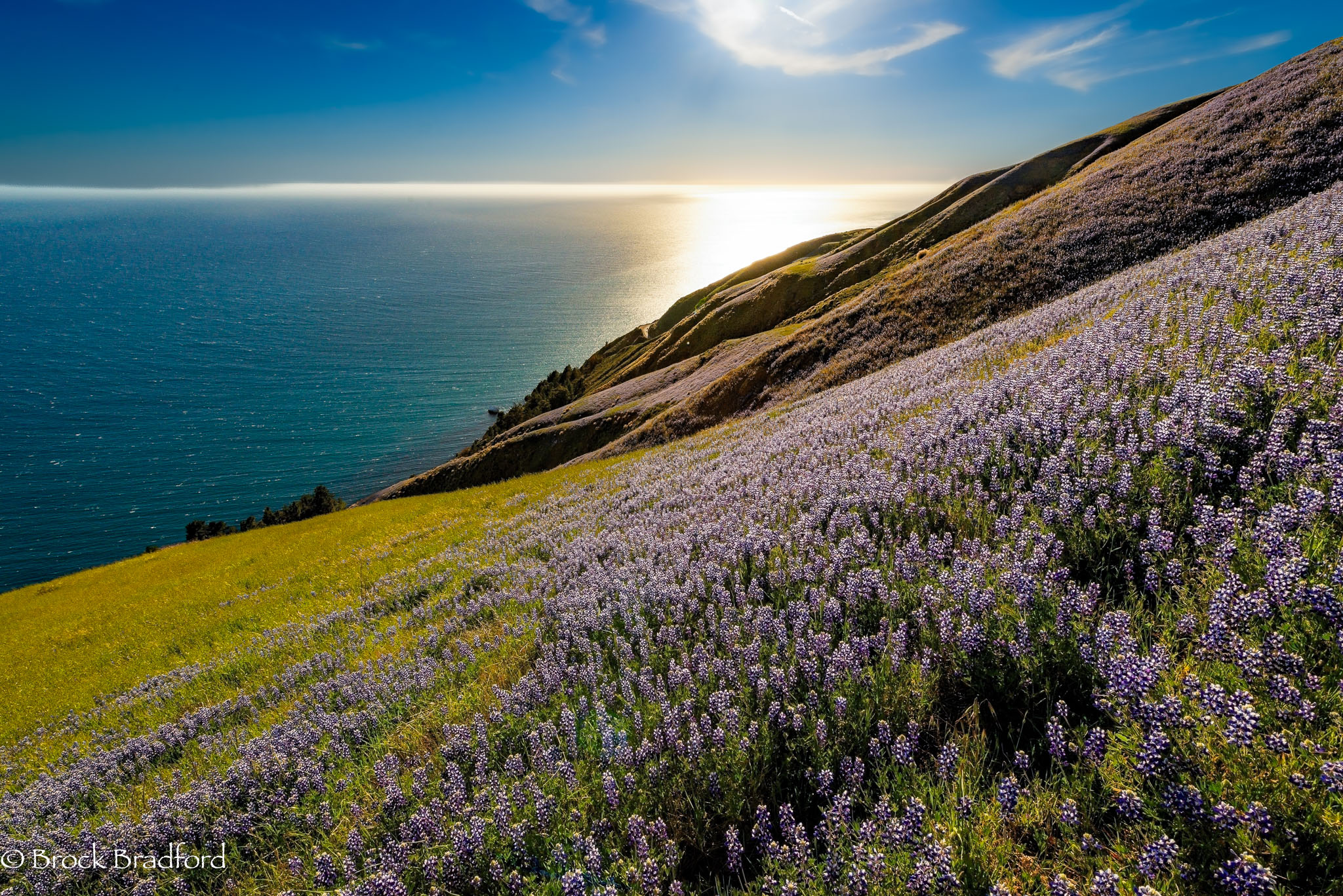 Spring-Bloom-2014-Edit.jpg