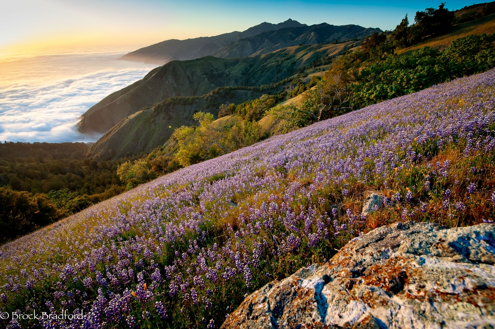 Spring-Bloom-P.jpg