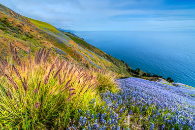 Lupine and Poppies Lupine and Poppies