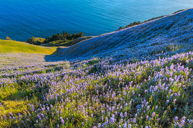 Lupine and Poppies Lupine and Poppies