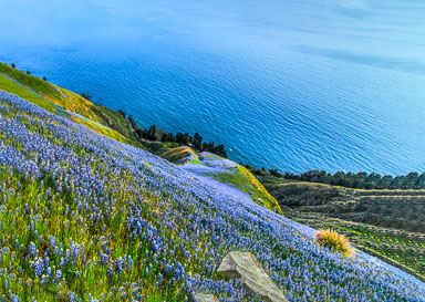 Lupine and Poppies