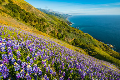 Lupine-bloom-Edit.jpg Lupine-bloom-Edit.jpg