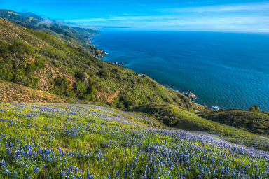 Lupine-final-Field.jpg Lupine-final-Field.jpg