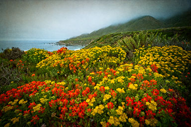 Lupine and Poppies