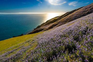 Lupine and Poppies Lupine and Poppies