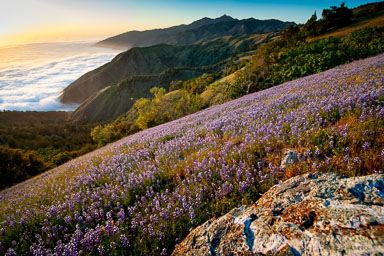 L-1110 Spring-Bloom-P.jpg