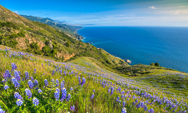 lupine-wide-Edit-Recovered.jpg lupine-wide-Edit-Recovered.jpg
