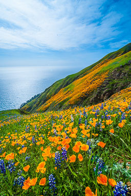Lupine and Poppies Lupine and Poppies
