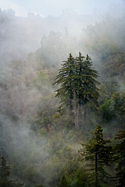 Forest-Mist-Vertical.jpg