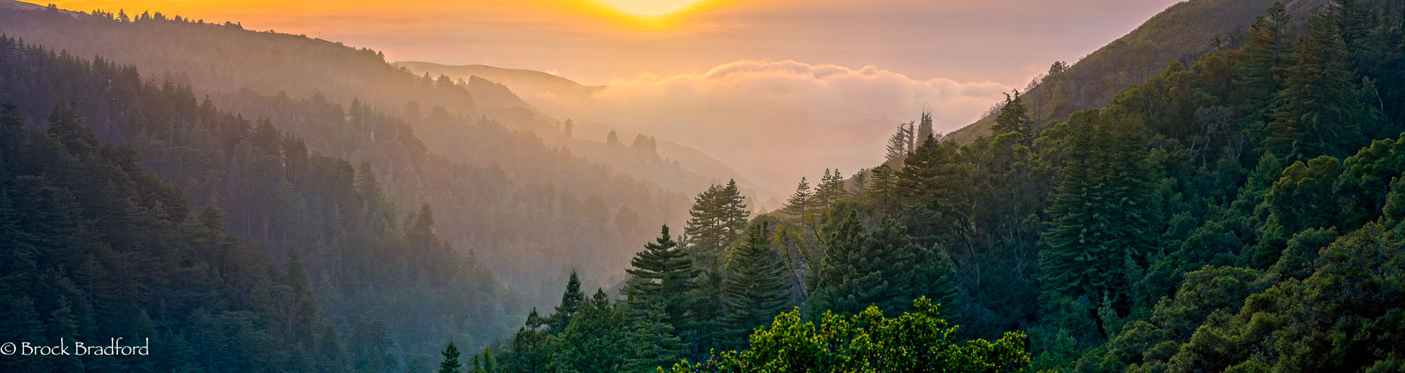 Redwood-canyon-fog-wave-Pano.jpg