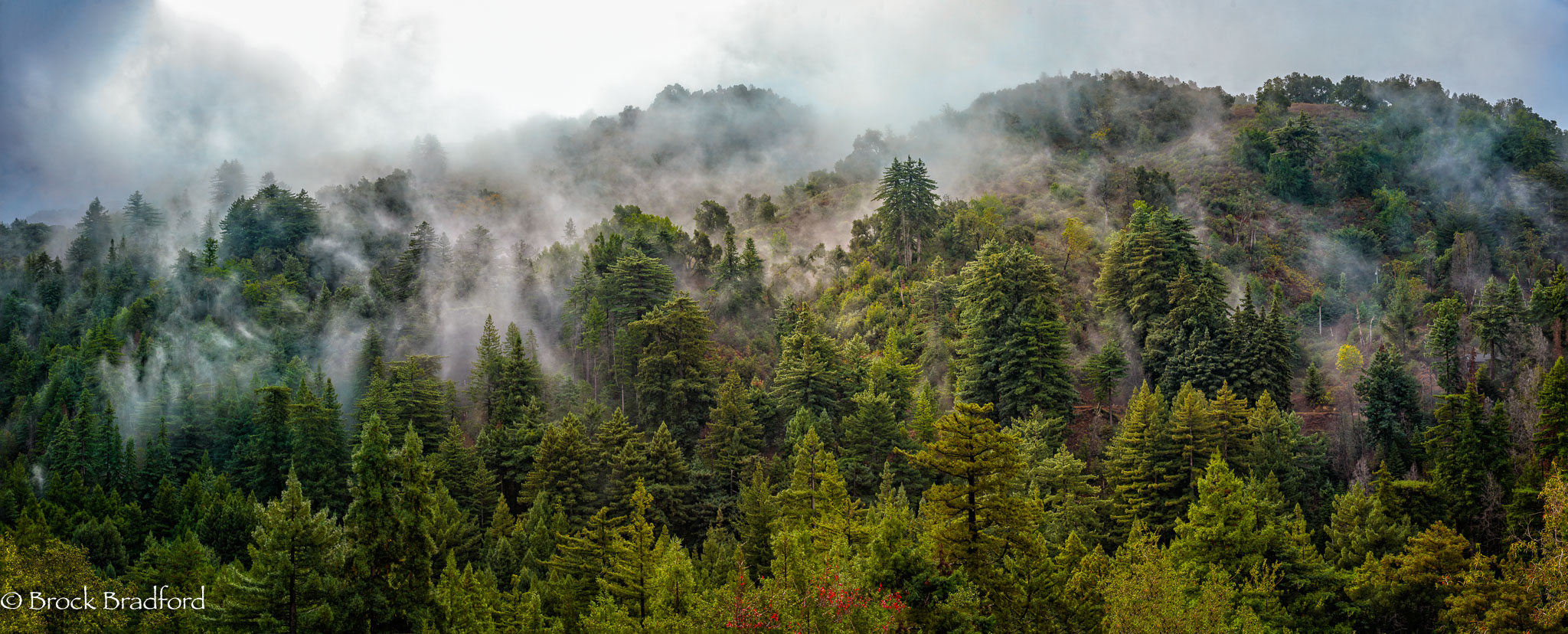 Redwood-fog-Panorama.jpg