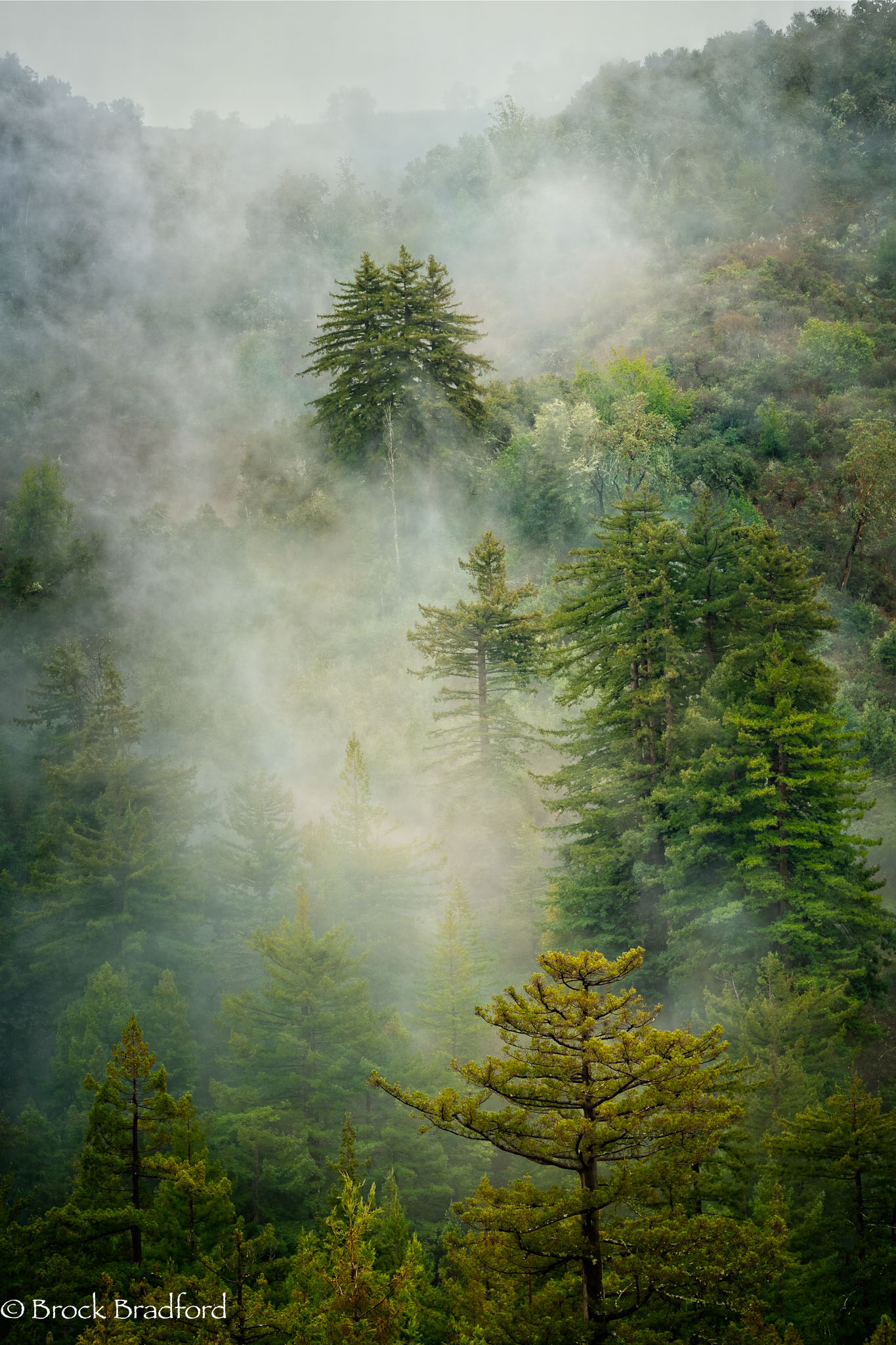 Forest-Mist-2.jpg