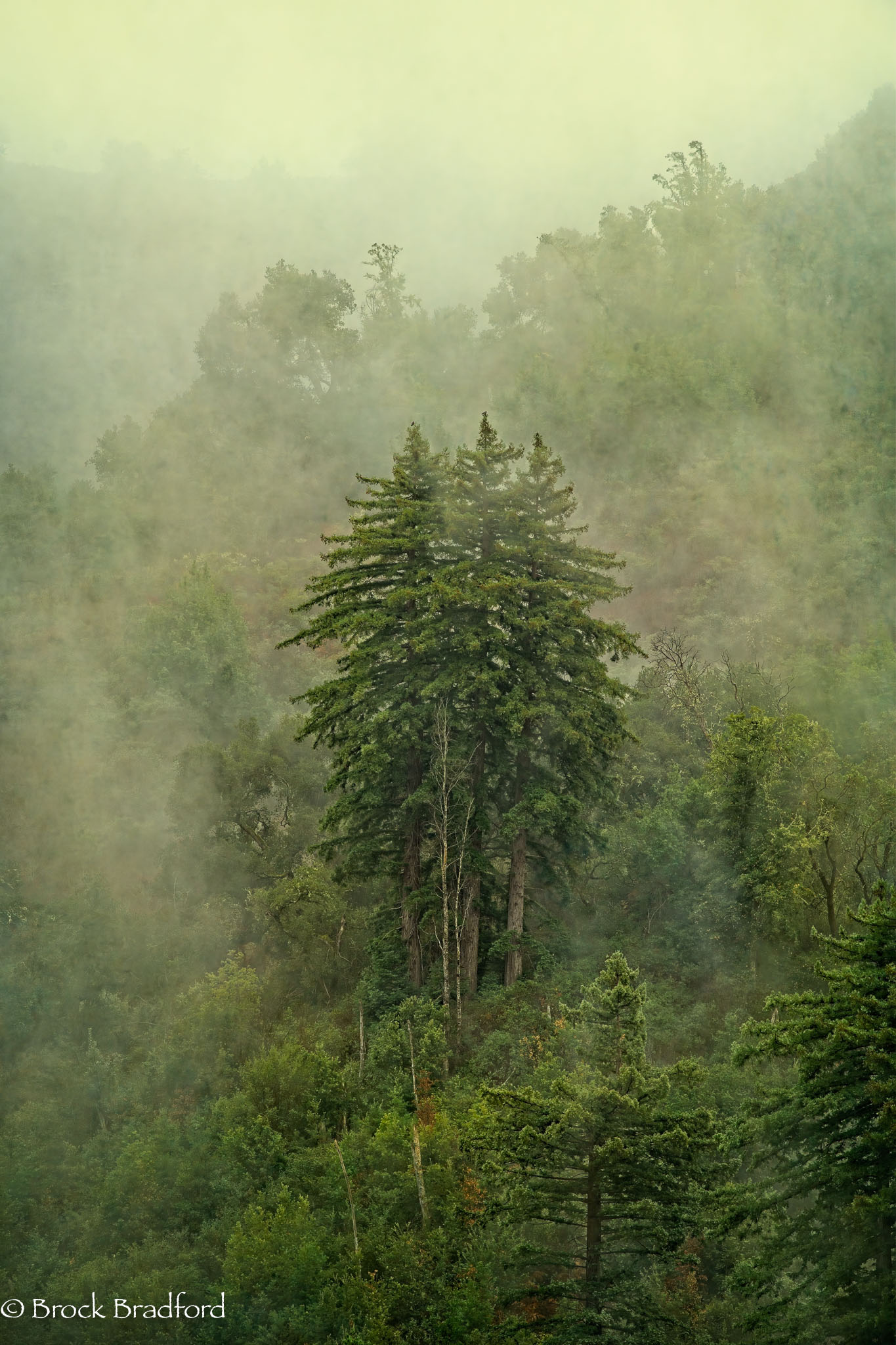 Redwoods-in-the-Mist-of-Life--2.jpg