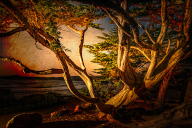 Tree of Life