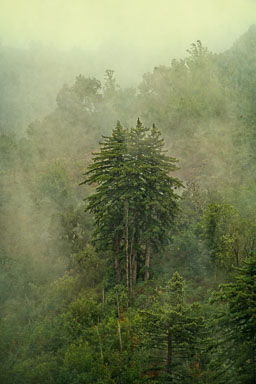 Redwoods-in-the-Mist-of-Life--2.jpg