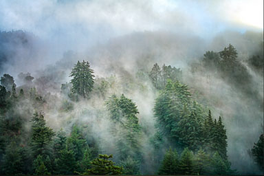 Redwoods-in-the-Mist-of-Life.jpg