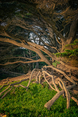 Roots.jpg